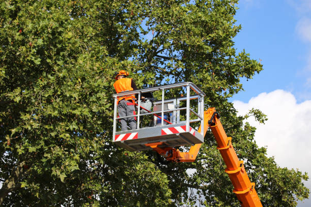 Best Tree Mulching  in Walters, OK